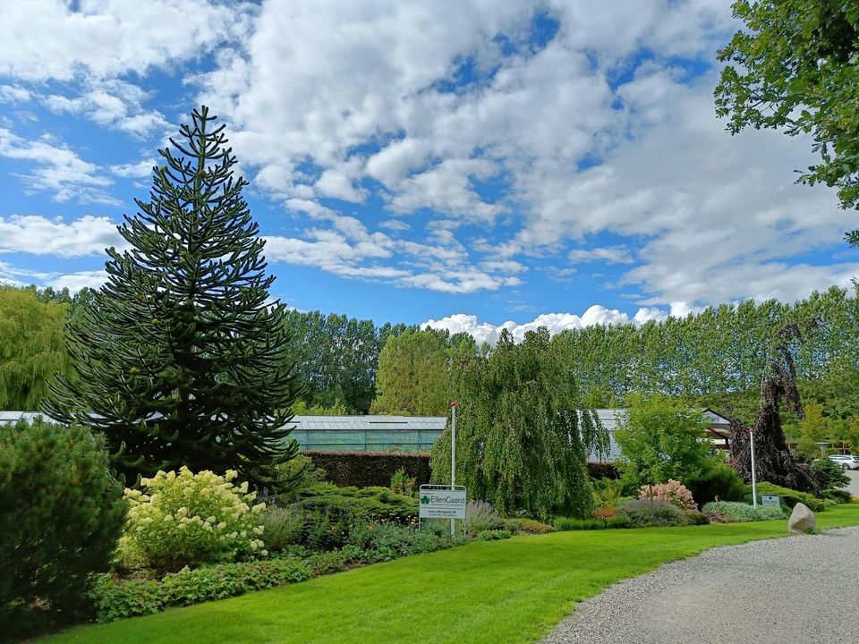 Stedsegrønt træ og blomstrende buske foran bygninger og høje træer under blå himmel