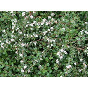 Dværgmispel (Cotoneaster ‘Coral Beauty’)