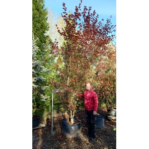 Paradisæble ‘Rudolph’ (Malus hybrid)