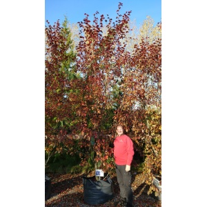Paradisæble ‘Rudolph’ (Malus hybrid)