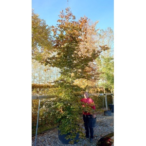 Rødbøg (Fagus sylvatica ‘Purpureum’)