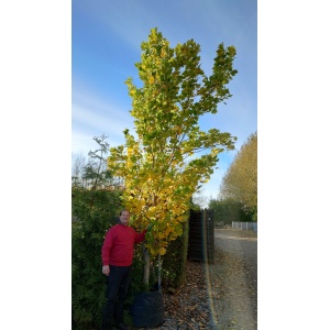 Søjle tulipantræ (Liriodendron tulipifera ‘Fastigiata’)