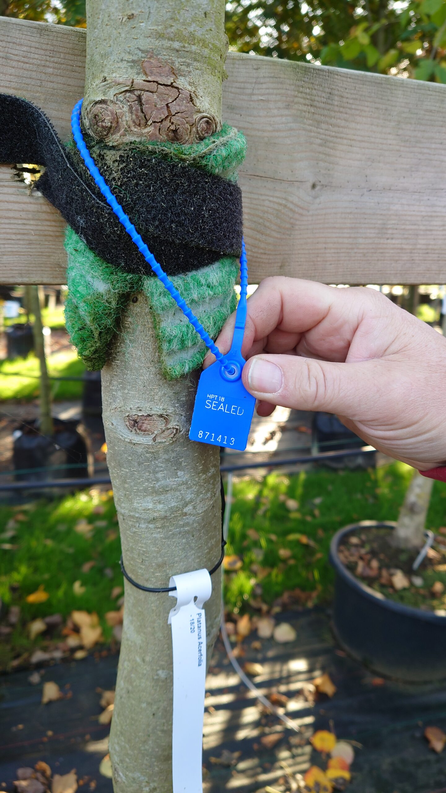 Platan (Platanus acerifolia)