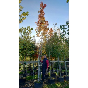 Bævreasp / Søjleasp (Populus tremula ‘Erecta’)