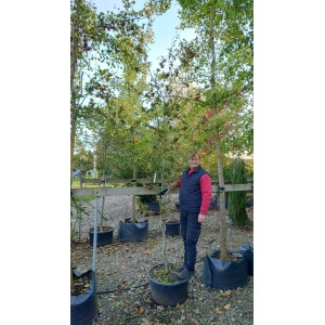 Krølbladet bøg (Fagus sylvatica ‘Cristata’)