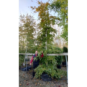 Rødbøg (Fagus sylvatica ‘Purpureum’)