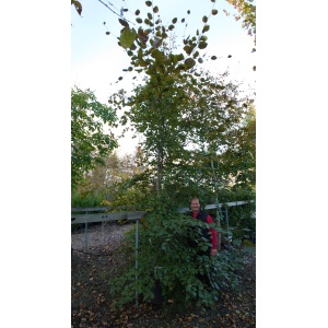 Rødbøg (Fagus sylvatica ‘Purpureum’)