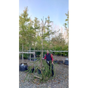 Slangegran (Picea abies ‘Virgata’)