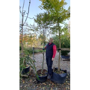 Dværgbøg (Fagus sylvatica ‘Millennium 2000’)