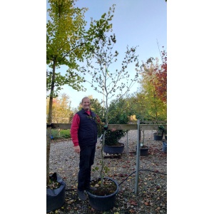 Krølbladet bøg (Fagus sylvatica ‘Cristata’)