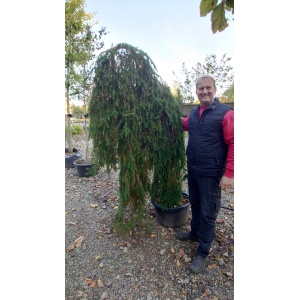 Hængegran (Picea abies ‘Frohburg’)