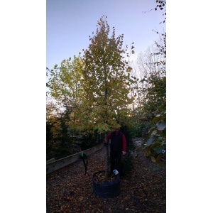 Småbladet lind (Tilia cordata ‘Greenspire’)