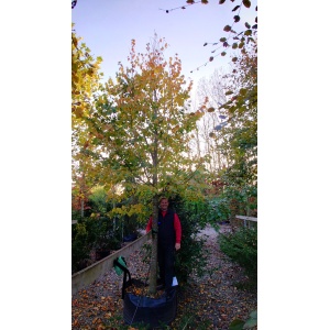 Småbladet lind (Tilia cordata ‘Greenspire’)