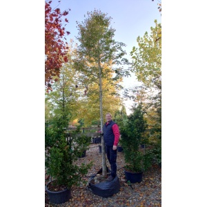 Småbladet lind (Tilia cordata ‘Rancho’)
