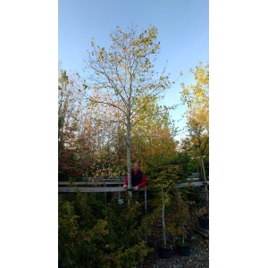 Kejserlind (Tilia europaea ‘Pallida’)