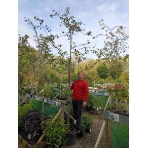 Paradisæble ‘Professor Sprenger’ (Malus baccata)