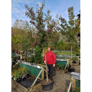 Paradisæble ‘Red Sentinel (Malus robusta)