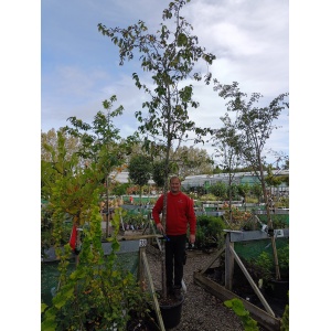 Paradisæble ‘Street Parade’ (Malus baccata)