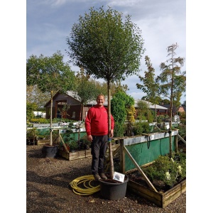 Kuglekirsebær (Prunus x eminens ‘Umbraculifera’)