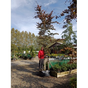 Rødbøg (Fagus sylvatica ‘Purpureum’)