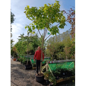 Gulbladet Trompetkrone (Catalpa bignonioides ‘Aurea’)