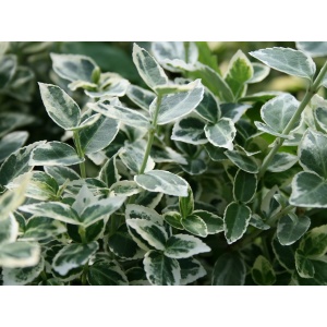 Krybende benved (Euonymus ‘Emerald Gaity’)