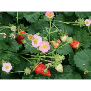 Prydjordbær (Fragaria ‘Pink’)