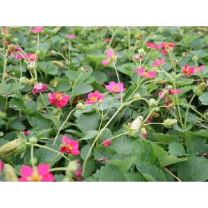 Prydjordbær (Fragaria ‘Deep Rose’)