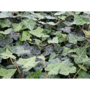 Efeu, småbladet (Hedera helix ‘Hevil’)