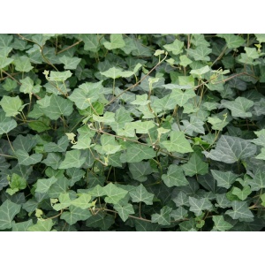 Efeu, Storbladet efeu (Hedera hibernica ‘Hardy Cover’)