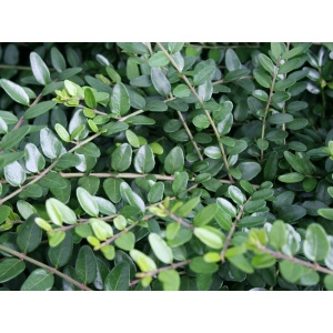 Myrte-gedeblad (Lonicera nitida ‘Elegant’)