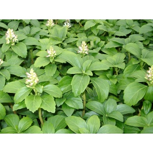 Vinterglans (Pachysandra ‘Green Carpet’)