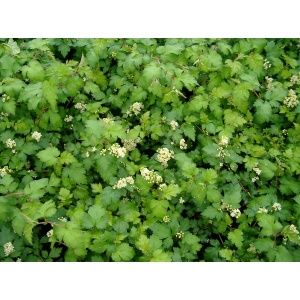 Kranstop (Stephanandra incisa ‘Crispa’)