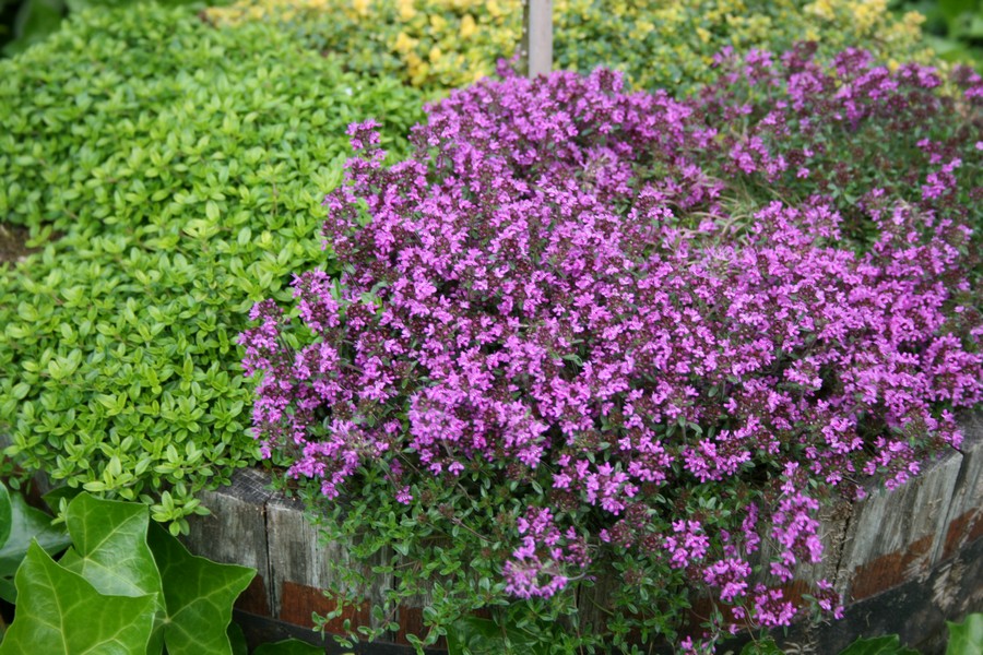 Timian Smalbladet / Krybende (Thymus praecox ‘Coccineus’)