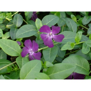 Vintergrøn lilla (Vinca minor ‘Rubin’)