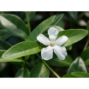 Vintergrøn, Hvid vintergrøn (Vinca minor ‘Alba’)