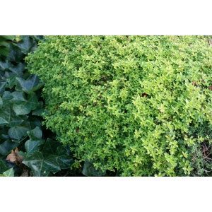 Timian, Citron-timian (Thymus citriodorus ‘Aureus’)
