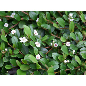 Dværgmispel krybende (Cotoneaster ‘Rami’)