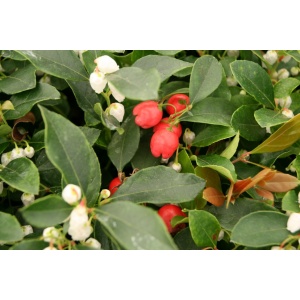 Krybende bjergte (Gaultheria procumbens ‘Red Baron’)