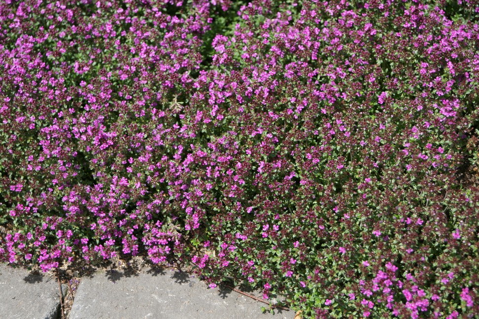 Timian Smalbladet / Krybende (Thymus praecox ‘Coccineus’)