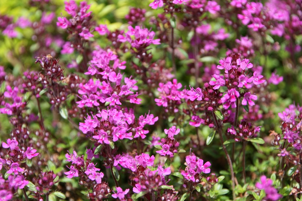 Timian Smalbladet / Krybende (Thymus praecox ‘Coccineus’)