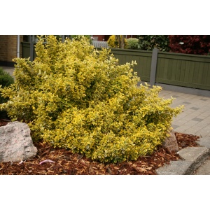 Krybende benved (Euonymus ‘Emerald Gold’)