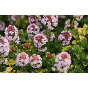 Timian, Citron-timian (Thymus citriodorus ‘Doone Valley’)