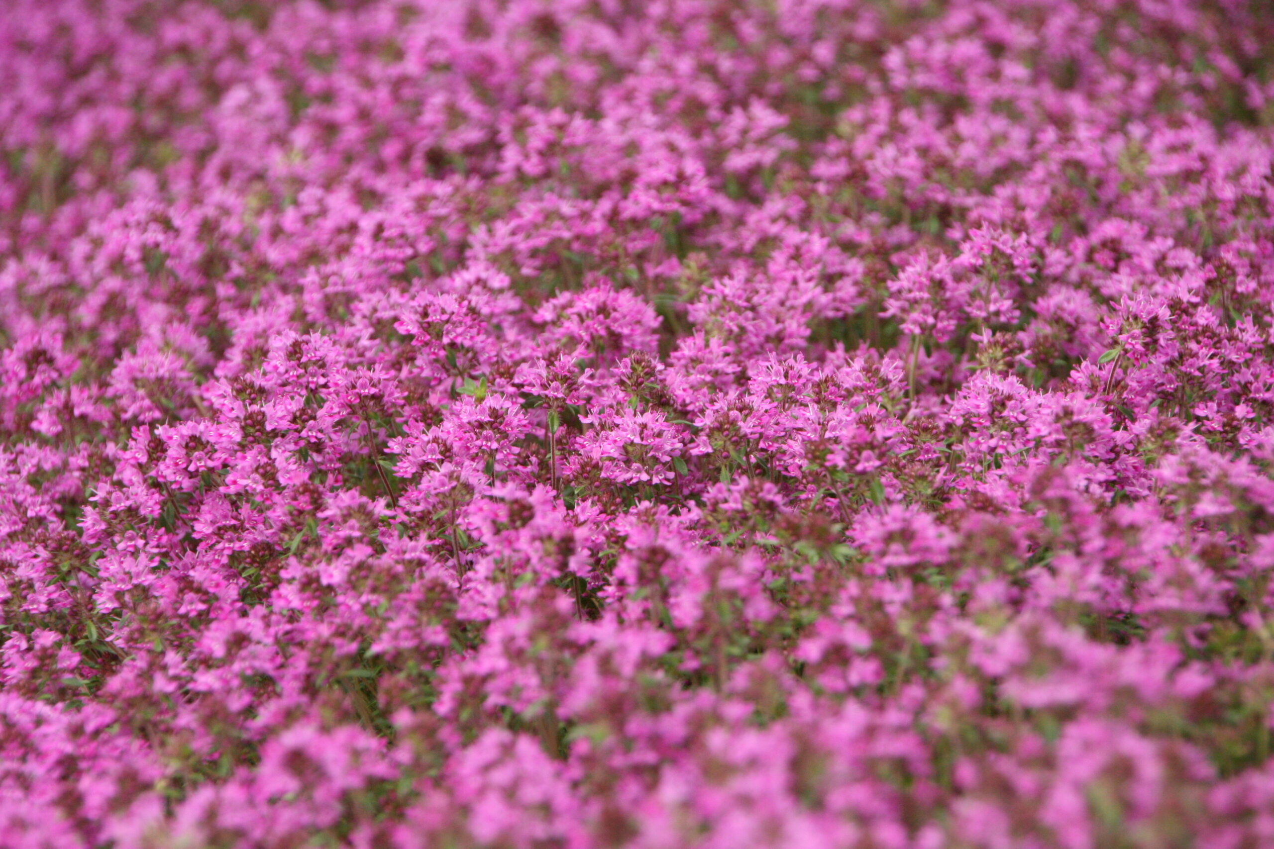 Timian Smalbladet / Krybende (Thymus praecox ‘Coccineus’)