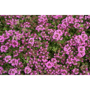 Timian Smalbladet / Krybende (Thymus praecox ‘Coccineus’)