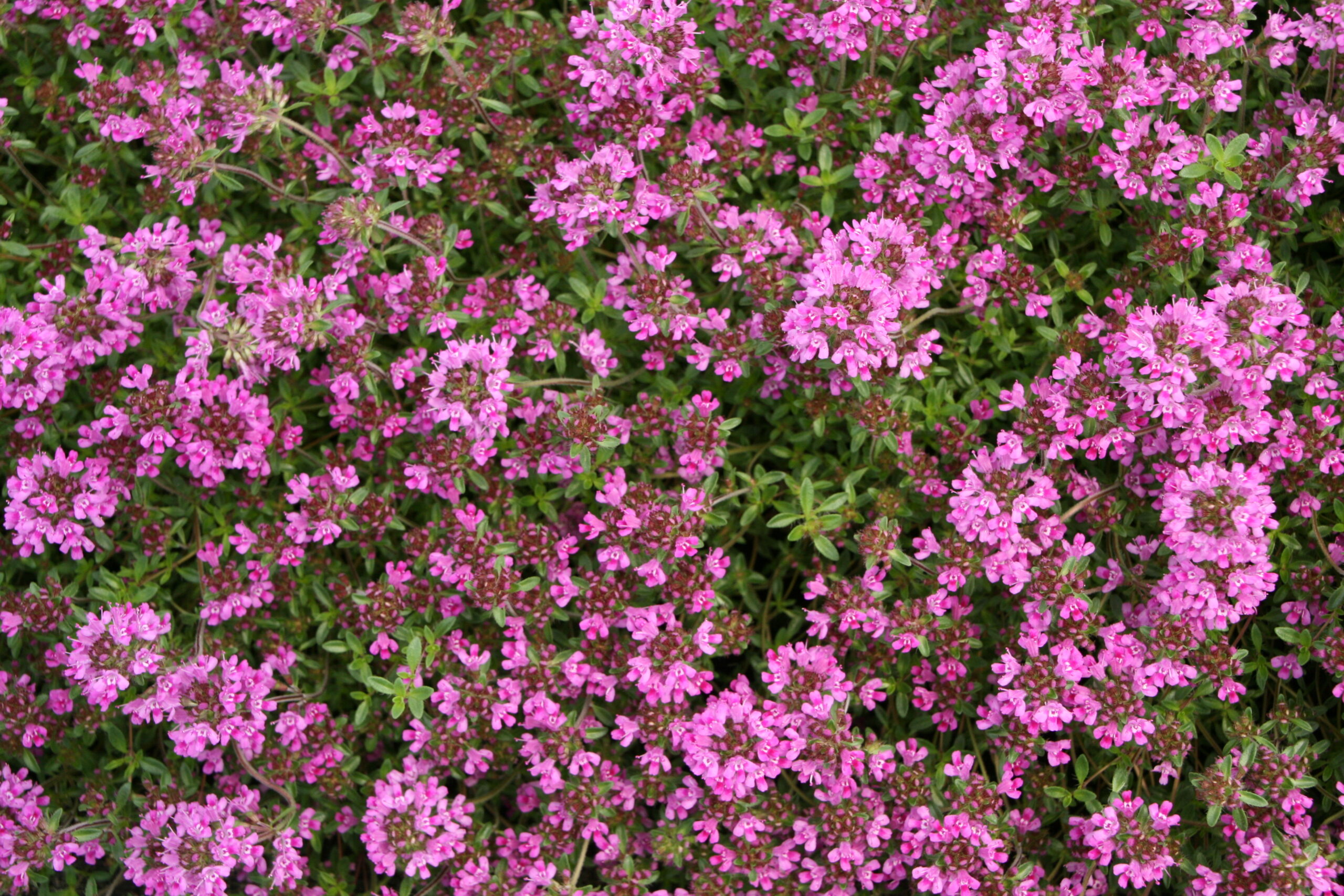 Timian Smalbladet / Krybende (Thymus praecox ‘Coccineus’)