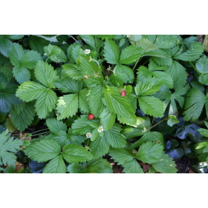 Skovjordbær (Fragaria ‘Rügen’)