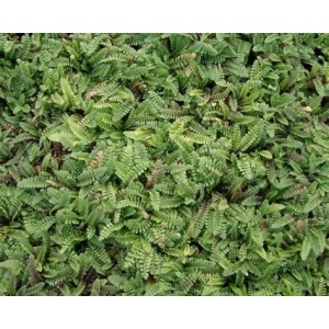 Trædebregne (Leptinella ‘Potentillina’)