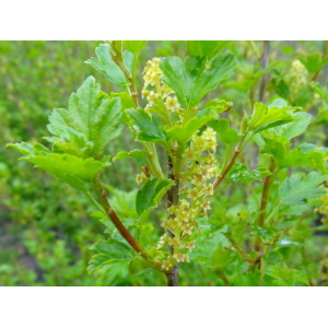 Fjeldribs (Ribes alpinum)