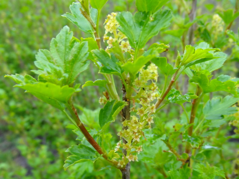 Fjeldribs (Ribes alpinum)